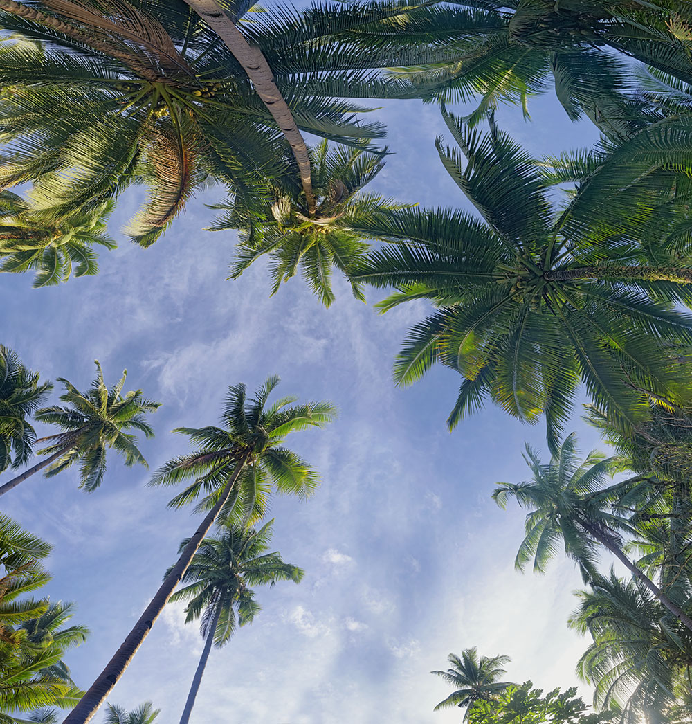 coconuts tree 15
